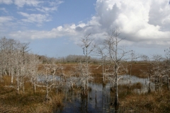 The-Pace-of-Nature